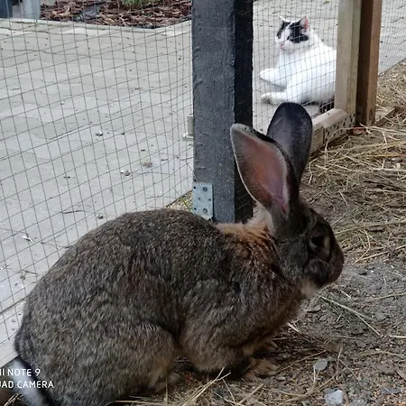 Villa Krotoszyce Pensjonat Krotoszyce