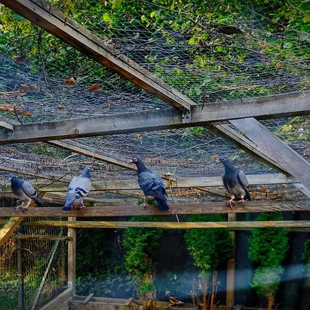 Pensjonat Villa Krotoszyce