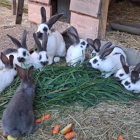 Villa Krotoszyce 3* Krotoszyce