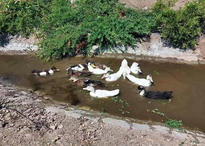 Pensjonat Villa Krotoszyce