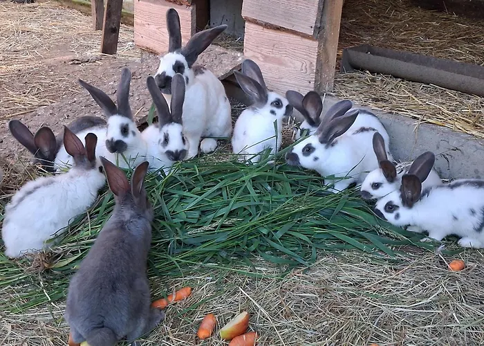 Villa Krotoszyce 3* Krotoszyce